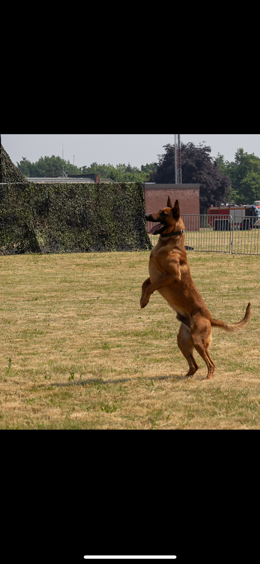 Belgischer Malinois bei der Diensthundausbildung im Sprung auf einem Übungsplatz